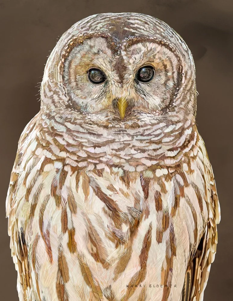 Barred Owl A