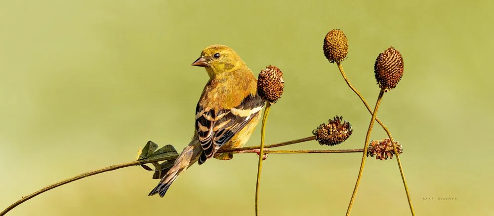 Goldfinch on a Weed