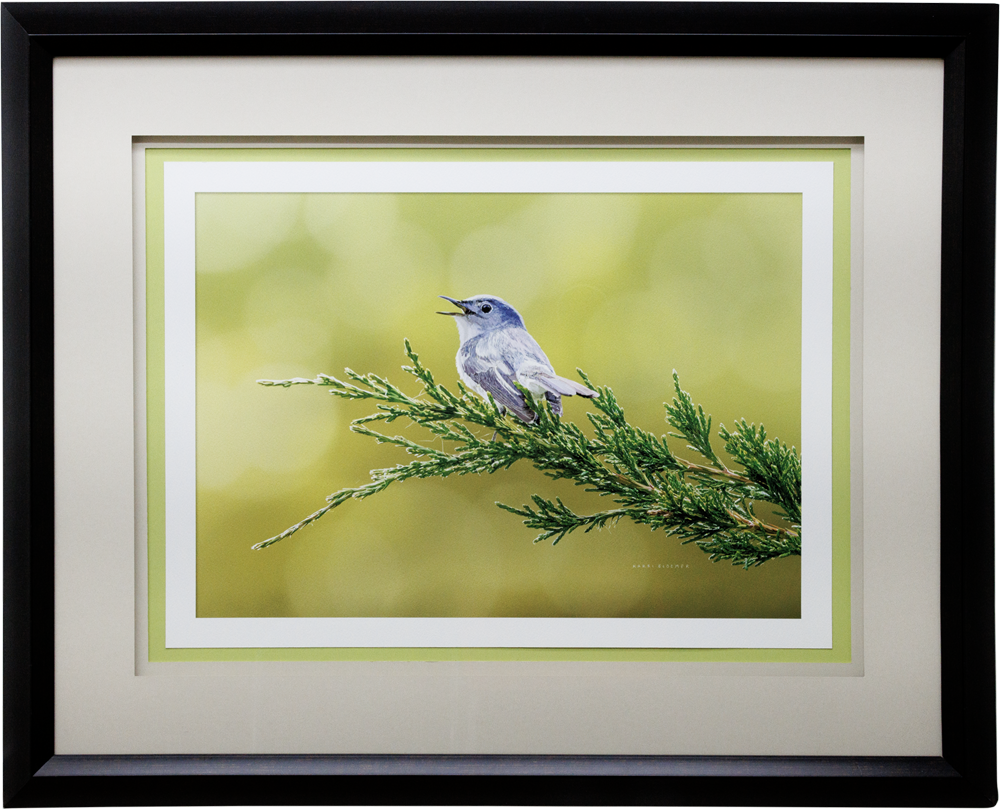 Blue-gray Gnat Catcher-Black 33x28