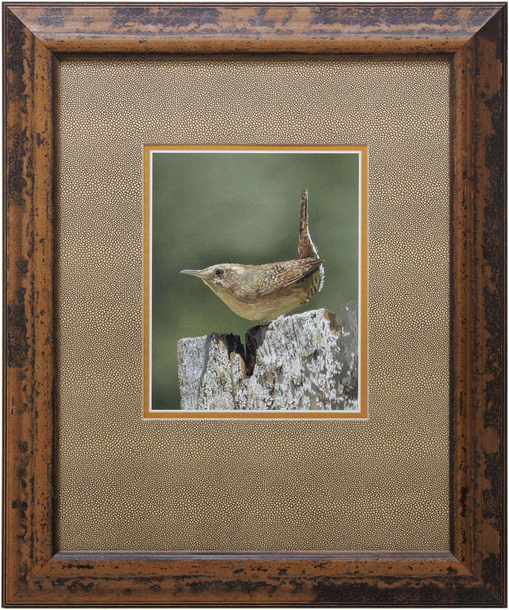 House Wren 2-Animal Print Matte 20x24