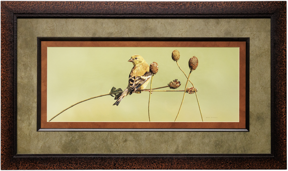 American Goldfinch on a Weed-Tortise Shell MultiMatte 29x17
