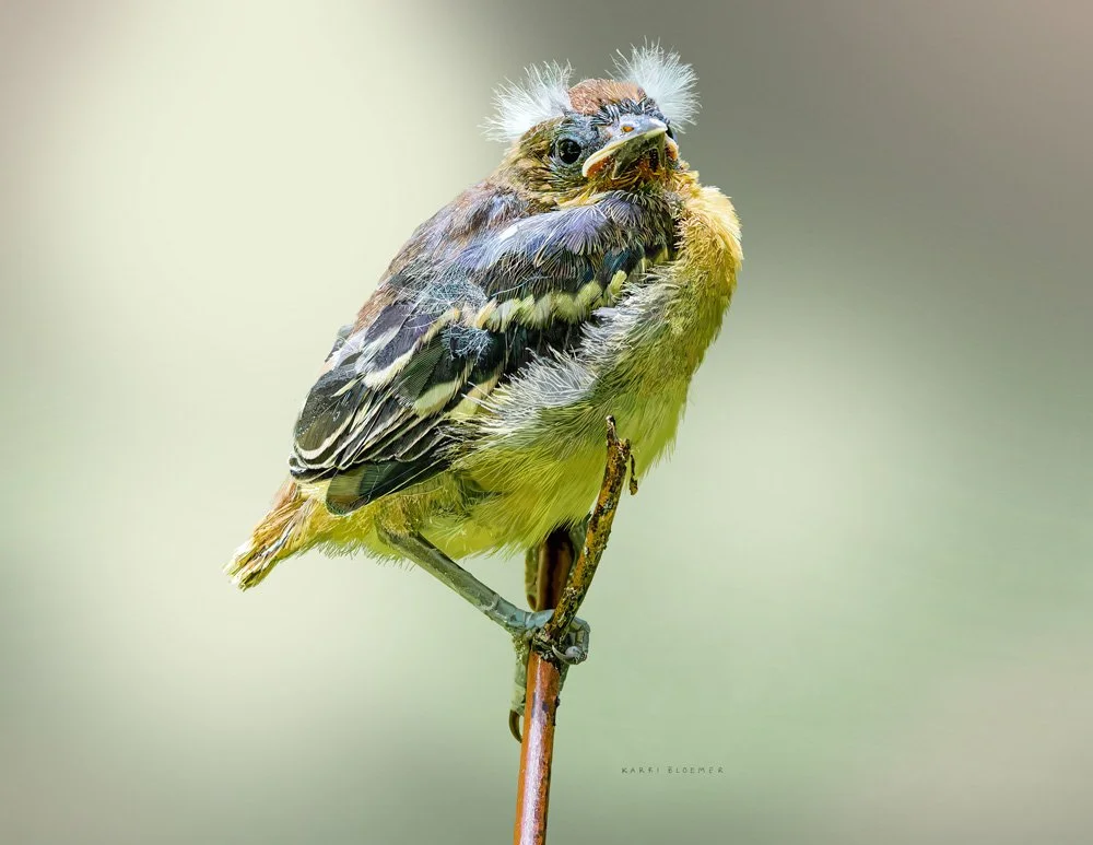 Baltimore Oriole Juvenile
