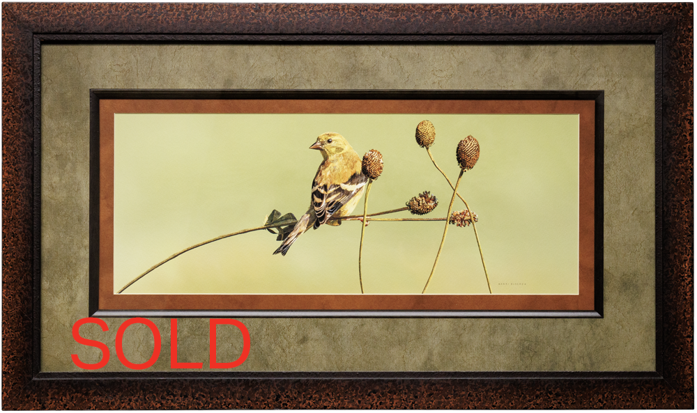 American Goldfinch on a Weed-Tortise Shell MultiMatte 29x17 SOLD