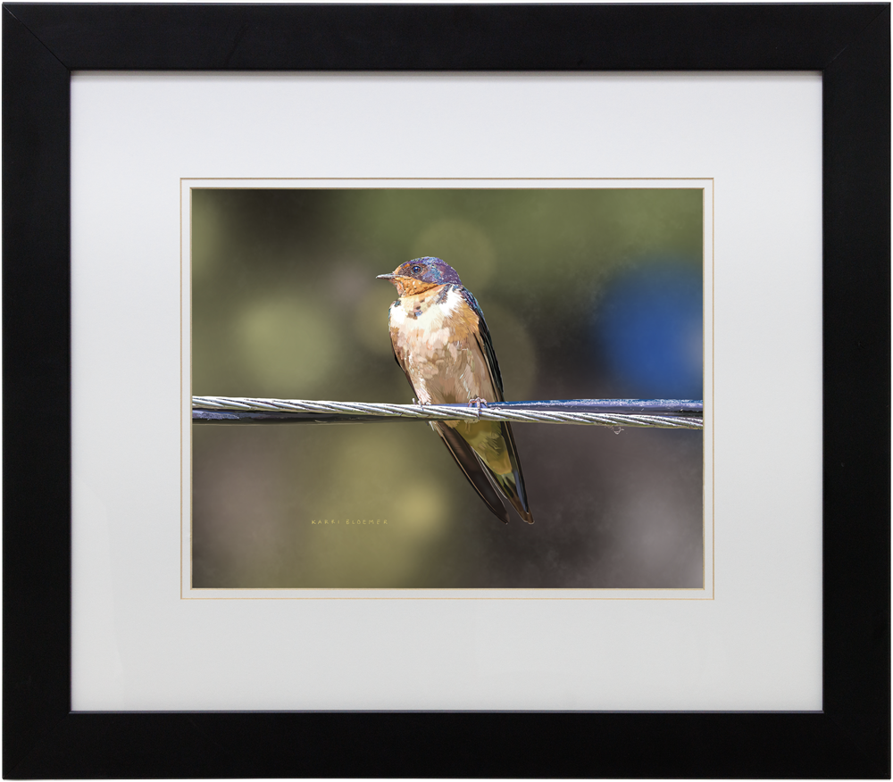 Barn Swallow-Black 24x21