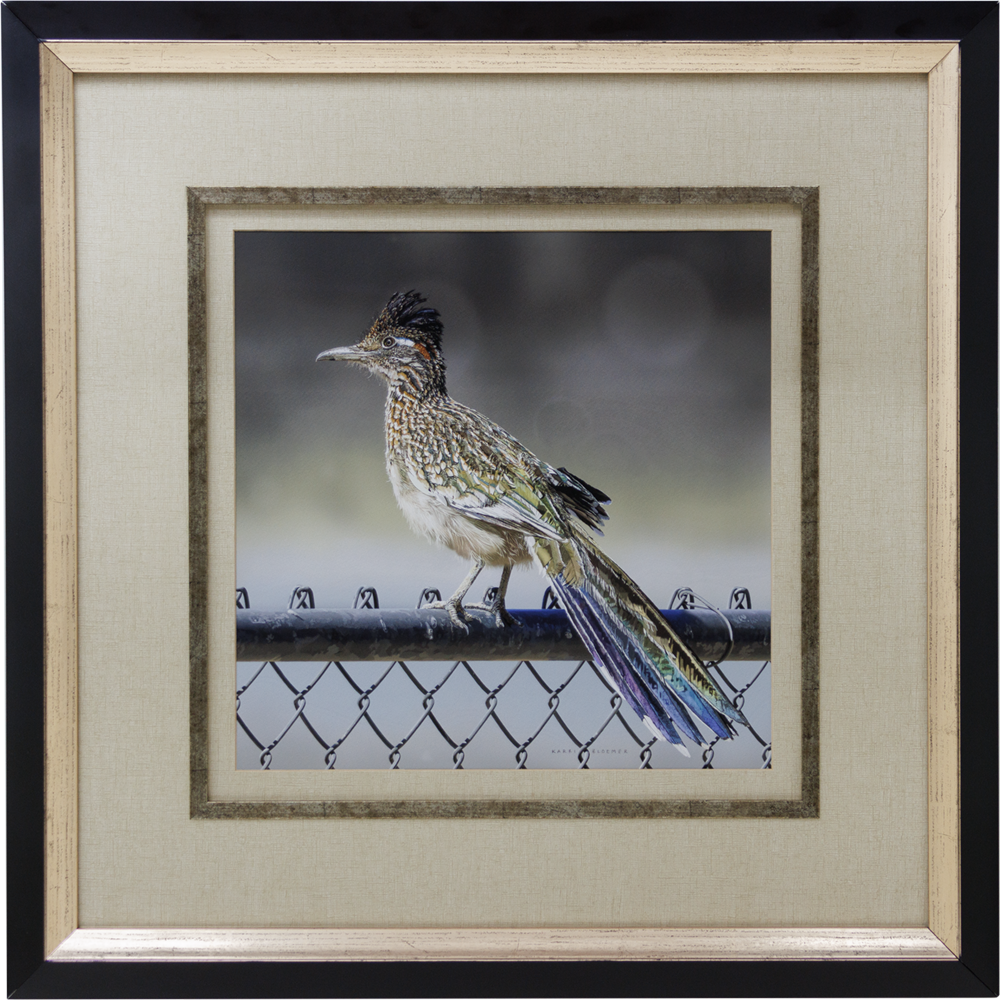 Greater Roadrunner-Black Wood 28x28