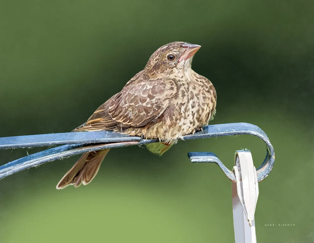 Juvenille Cowbird
