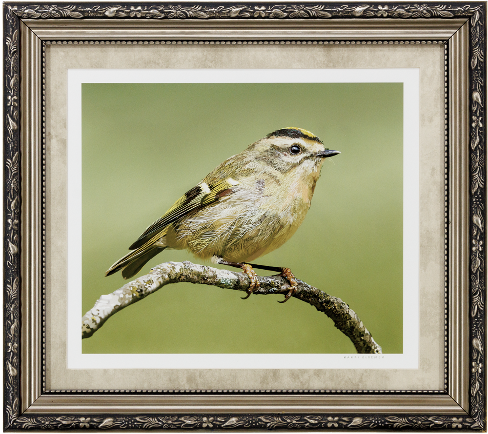 Golden Crowned Kinglet-Gold Scrolled 19x17