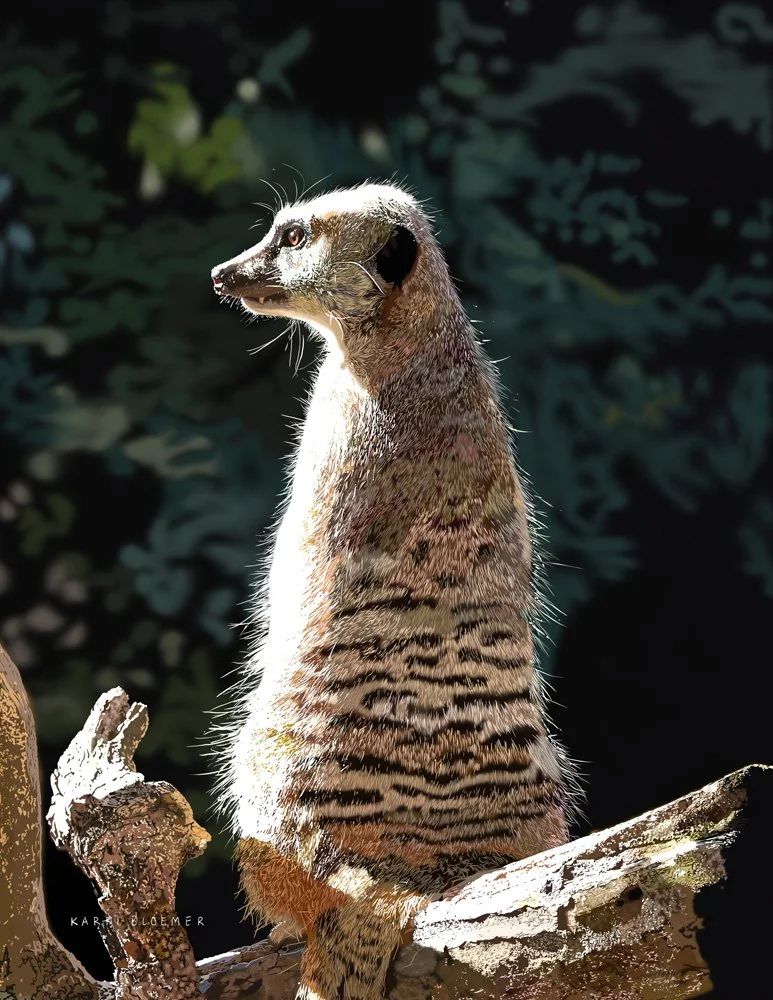 Meerkat