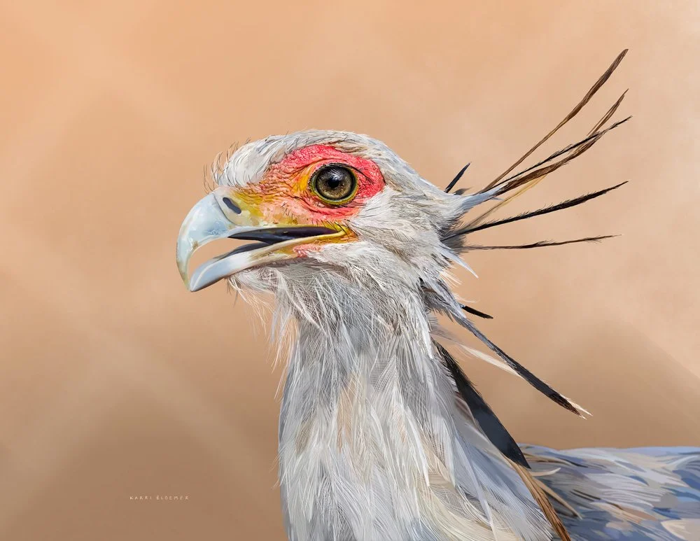 Secretary Bird
