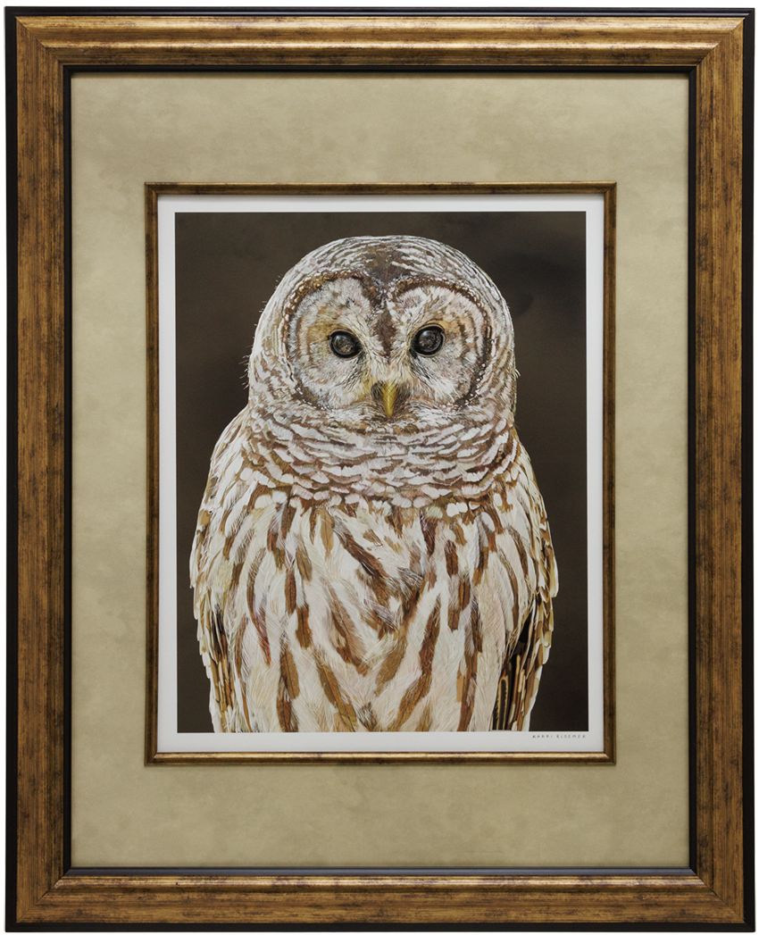 BarredOwl2_Frame.png