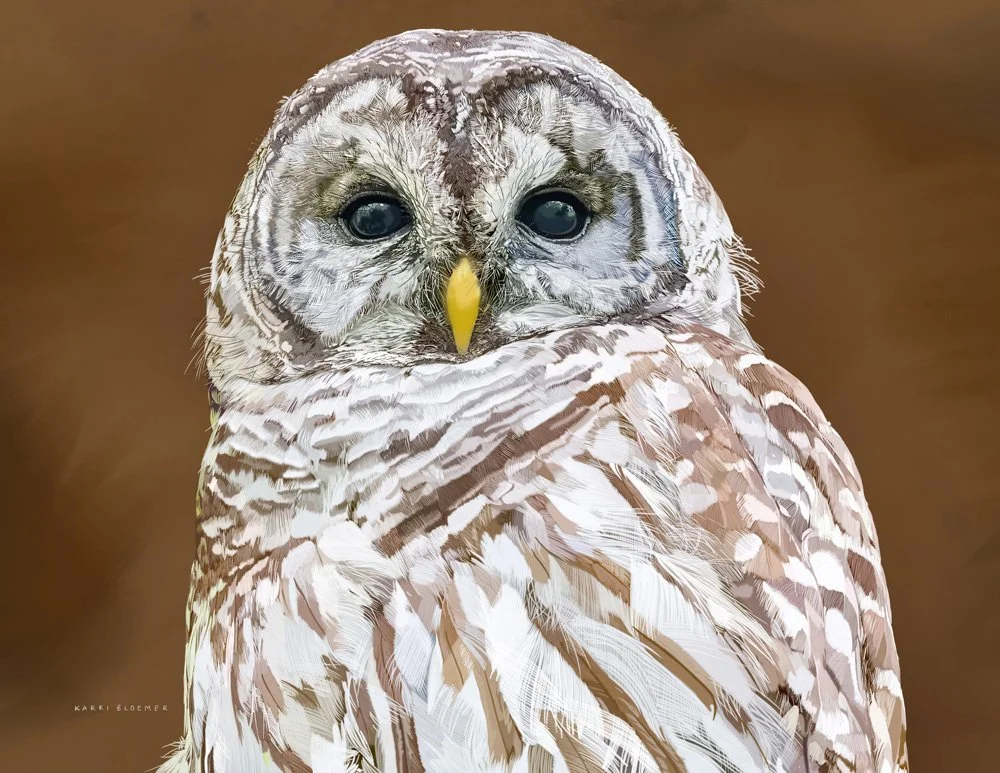 Barred Owl B
