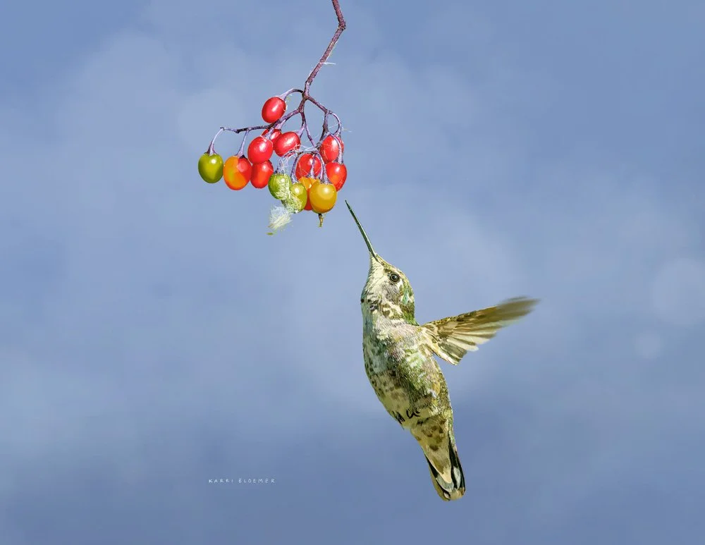 Anna's Hummingbird w Berries