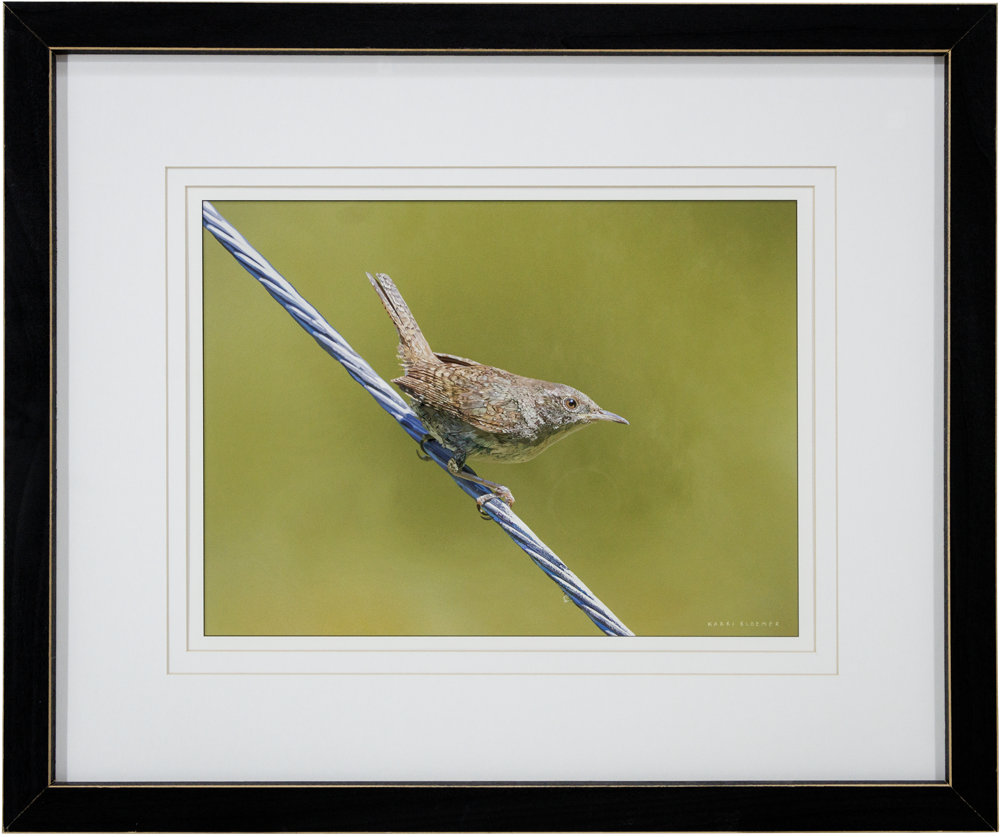 House Wren-Black Stripe 24x20