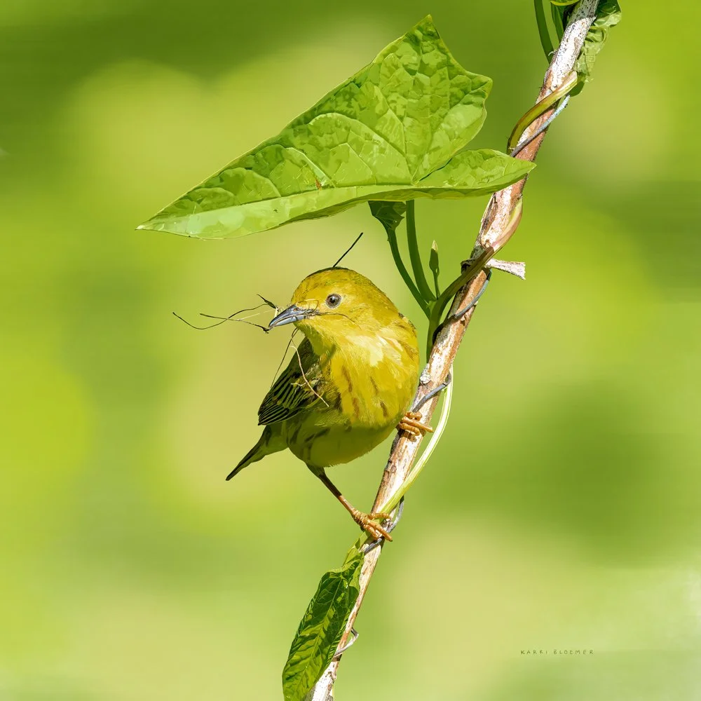 Yellow Warbler with Twig