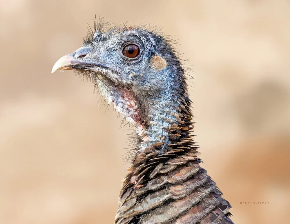 Wild Turkey
