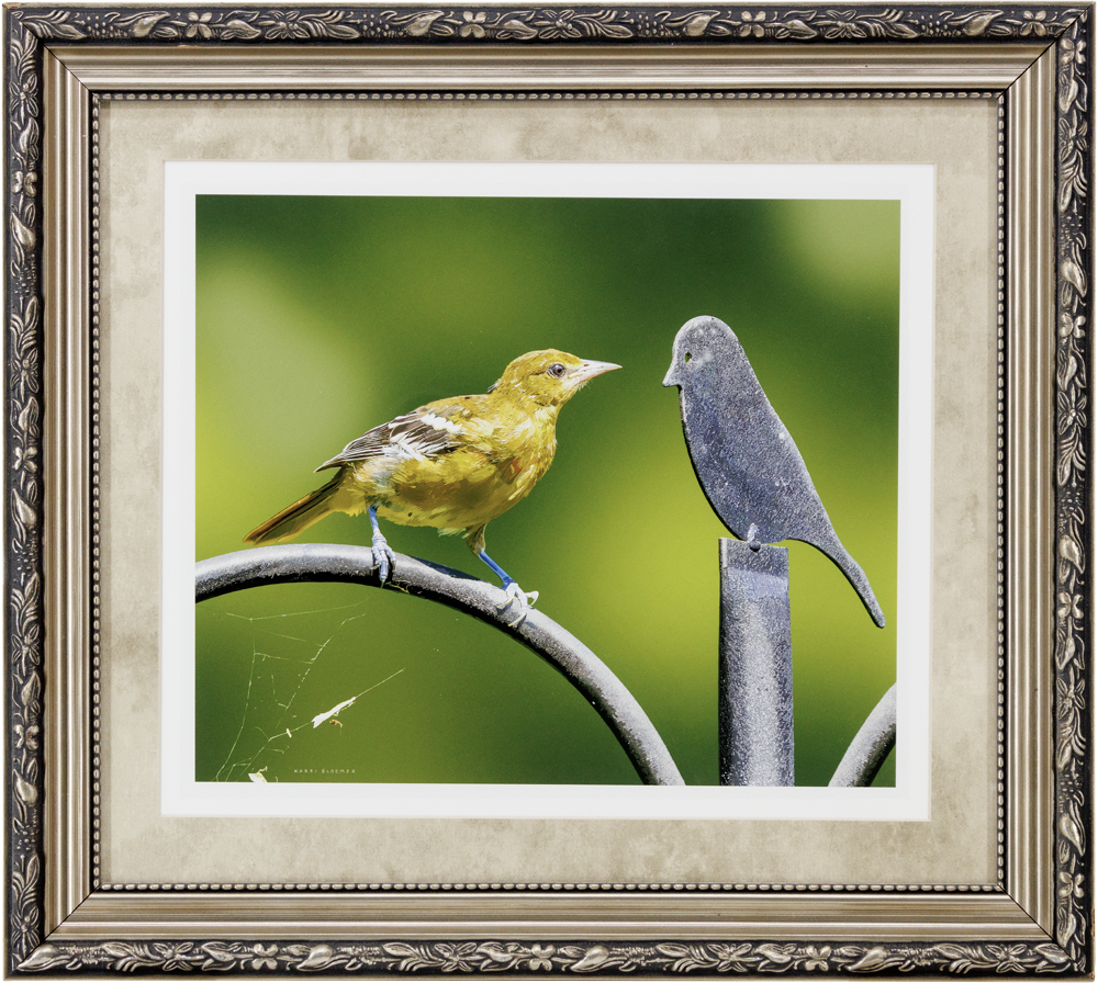Oriole and Friend-Gold Scroll 19x17
