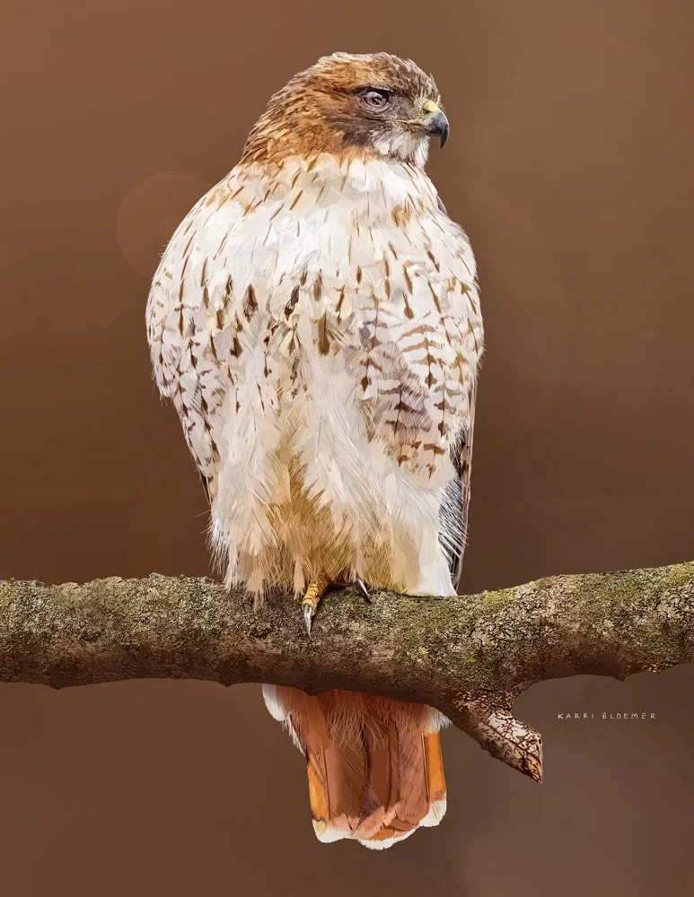 Red Tail Hawk