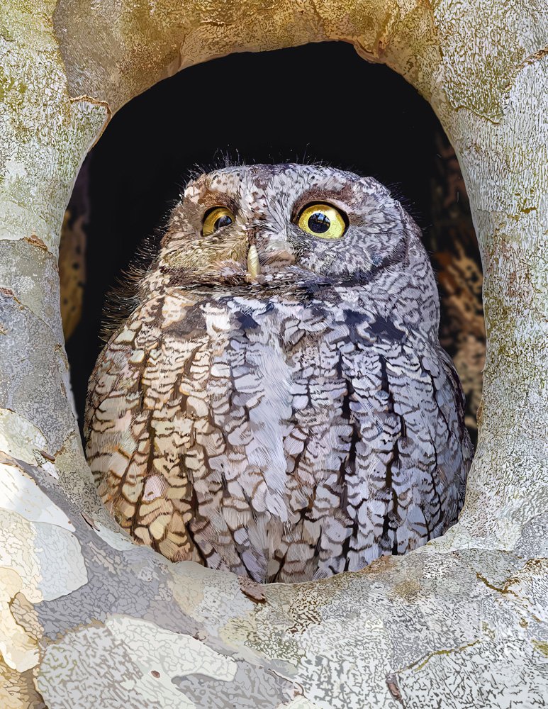 Screech Owl C