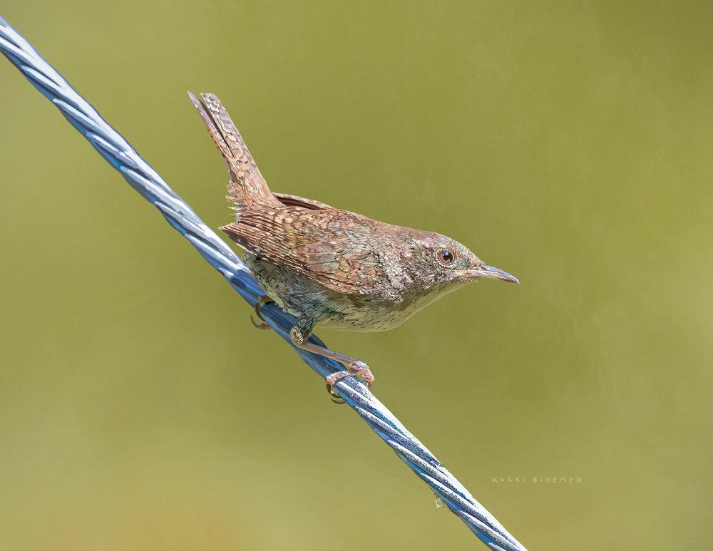 House Wren