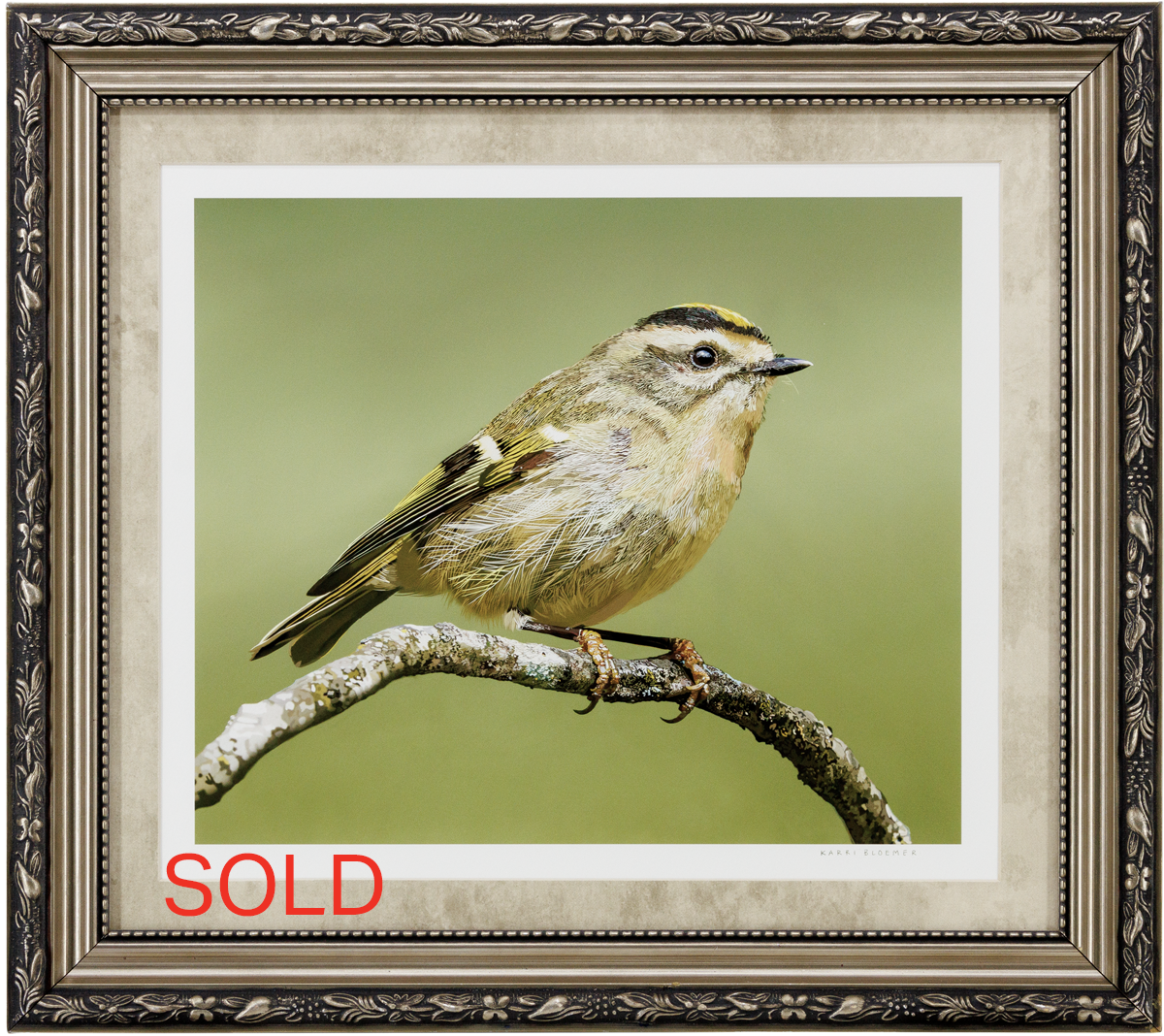 Golden Crowned Kinglet Gold Scrolled 19x17 SOLD