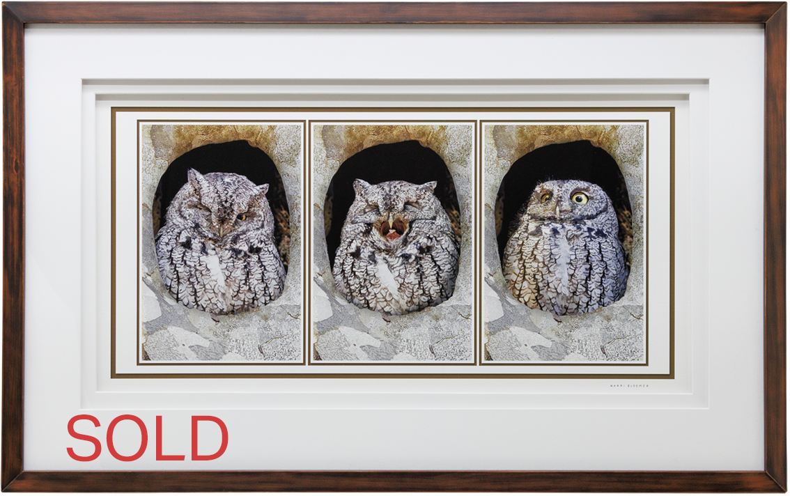 Barred Owl Trio- Wood Stacked Matte 37x23