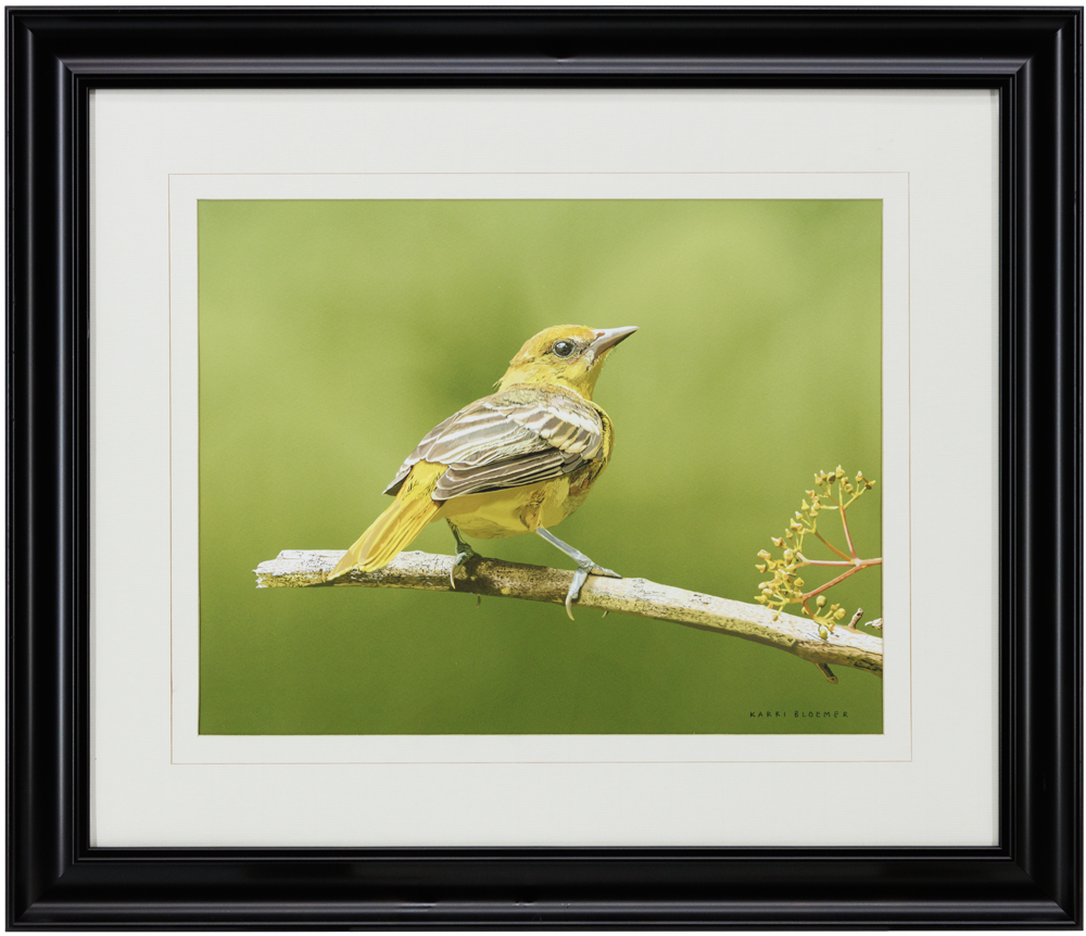 Baltimore Oriole B-Black 22x19