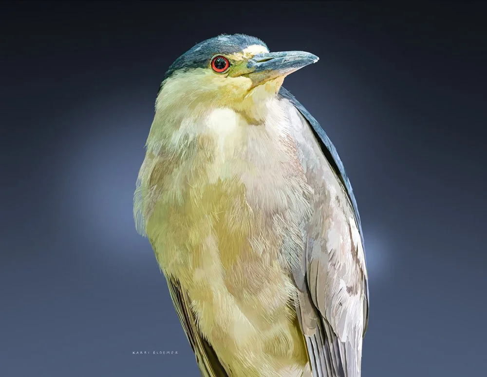 Black Crowned Night Heron