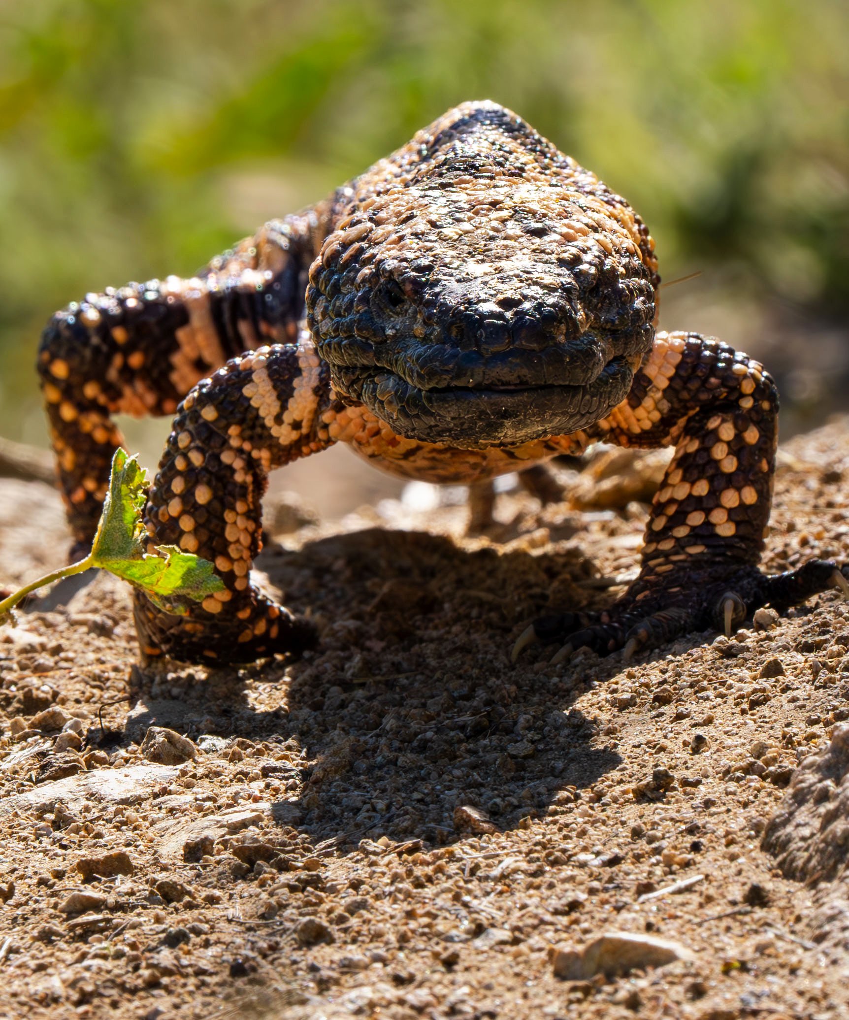 Gila monster in sonoran desert.jpg