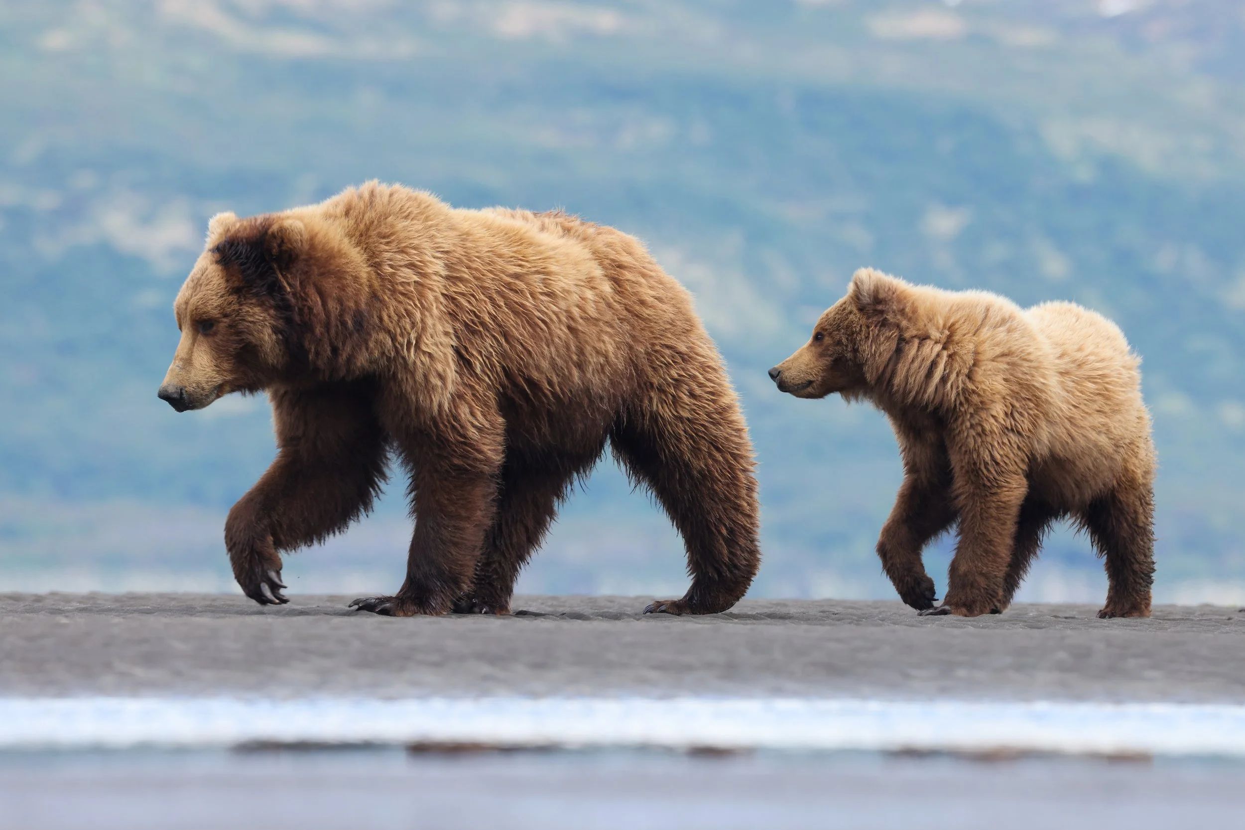 1.4 Brown Bear IMG_3052 - DeFusco - AK.jpeg