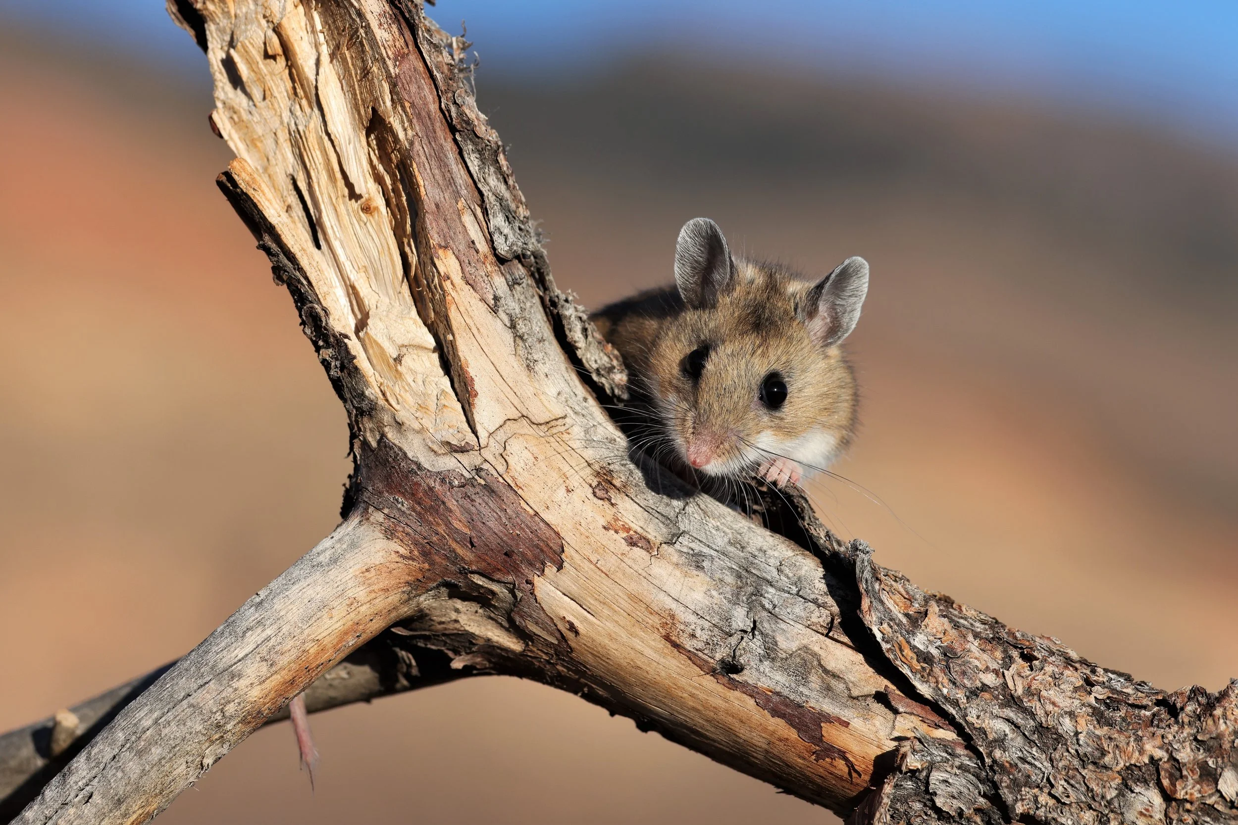 1.4 Deer Mouse IMG_2984 - DeFusco - CO.jpeg