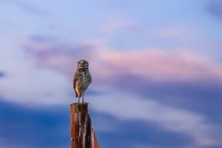 _NT_6057p Small.jpeg