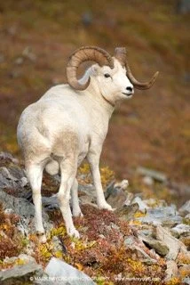 DAL1018_Dall_Sheep_Mark_Raycroft2 Small.jpeg