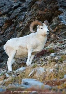 DAL1039_Dall_Sheep_Mark_Raycroft2 Small.jpeg