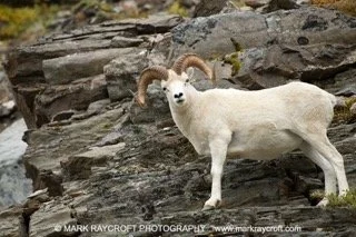 DAL1203_Dall_Sheep_Mark_RaycroftA Small.jpeg