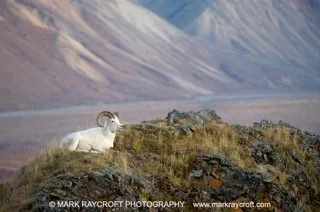 DAL104_Dall_Sheep_Mark_Raycroft Small.jpeg