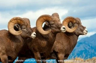 OC778_Bighorn_Sheep_Mark_Raycroft Small.jpeg