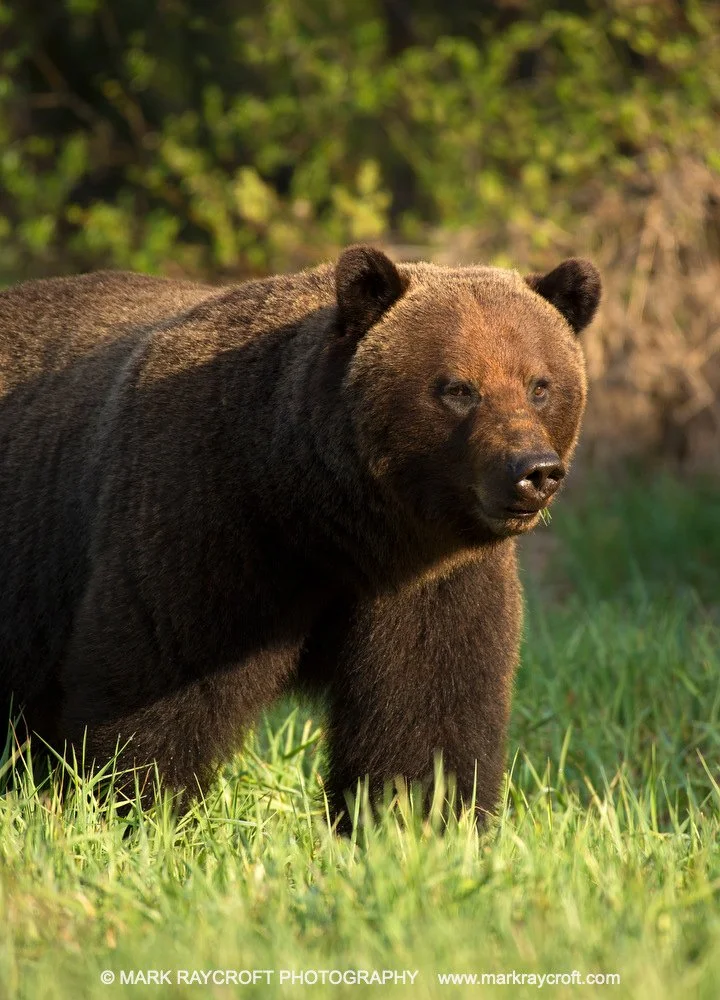 GB3505_Grizzly_Bear_Mark_Raycroft.JPG