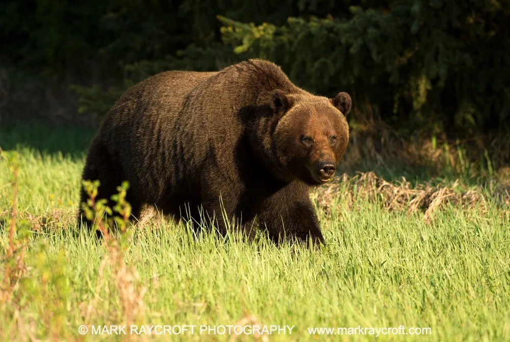 GB3503_Grizzly_Bear_Mark_Raycroft.JPG
