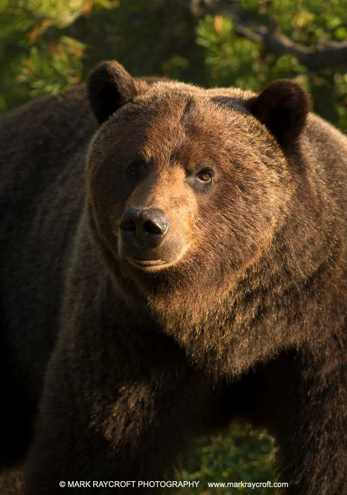 GB3502_Grizzly_Bear_Mark_Raycroft.JPG