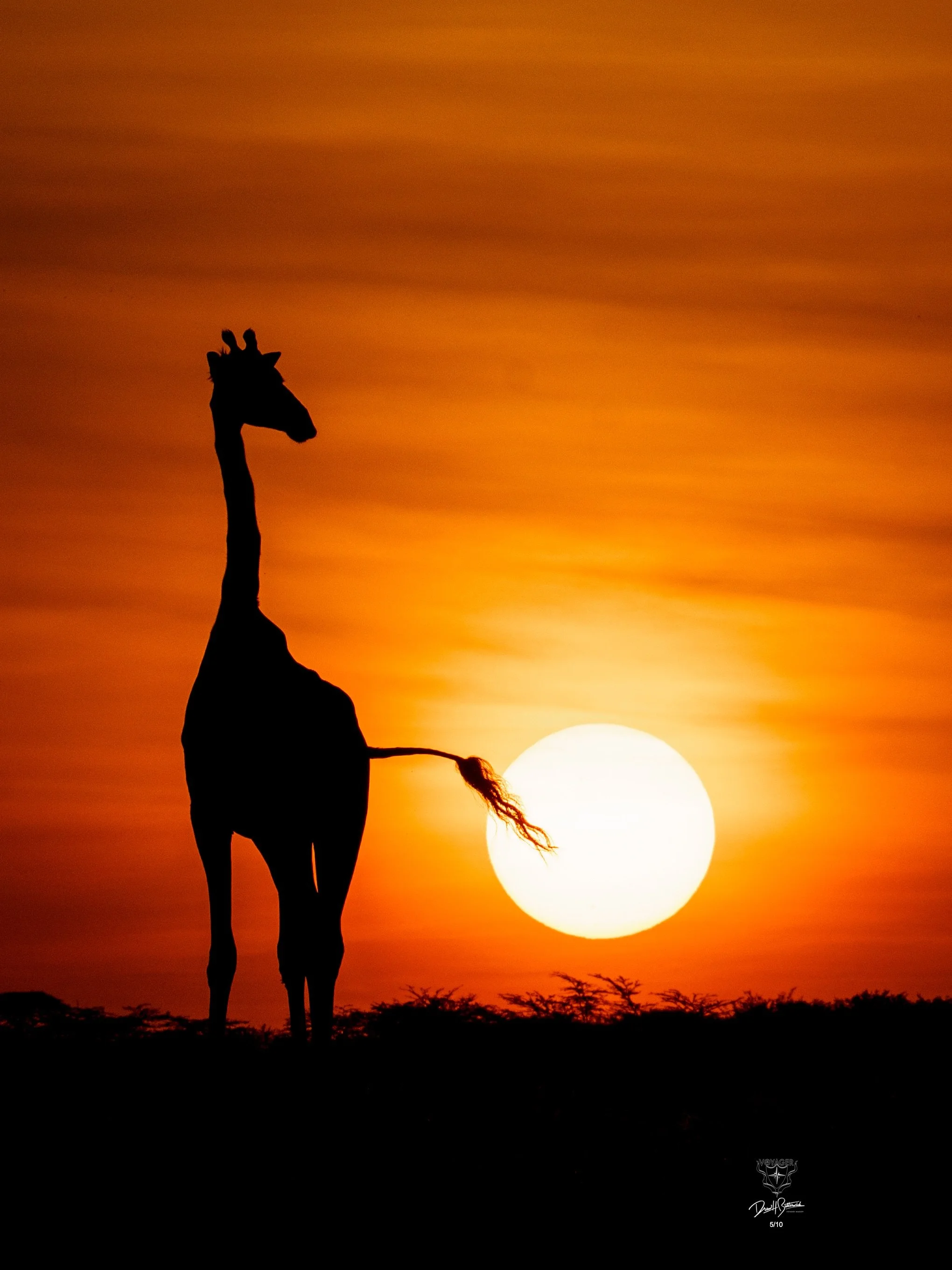 VYI_Giraffe_Red_slihouette24x36_sig.jpeg