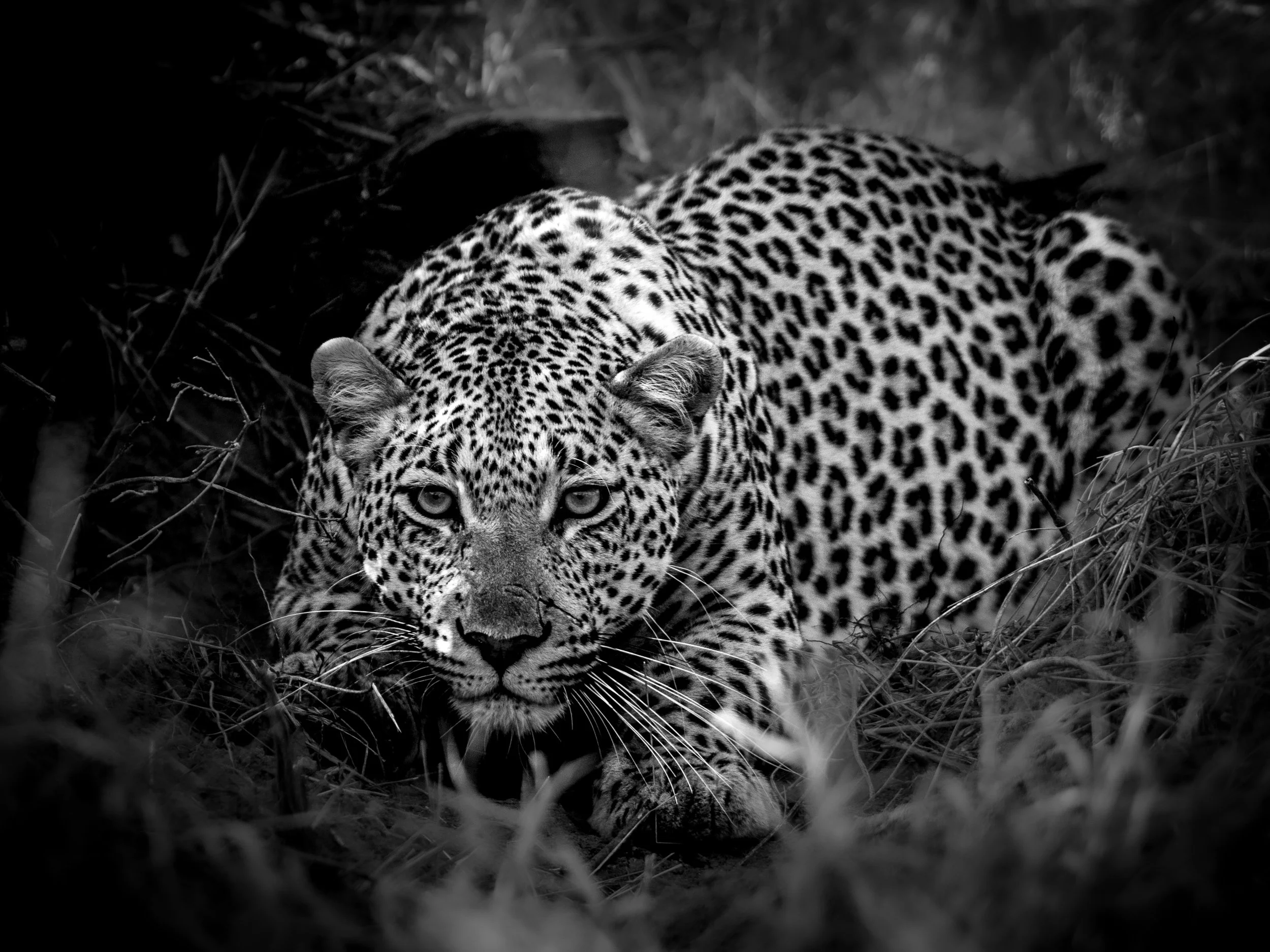 VYI-Kruger_Leopard_Crouched_B&W-68.jpg