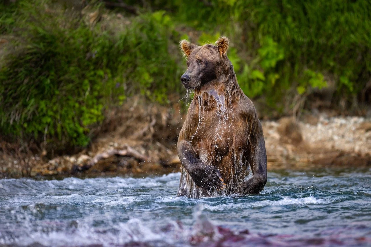 _P1A5284p Large.jpeg