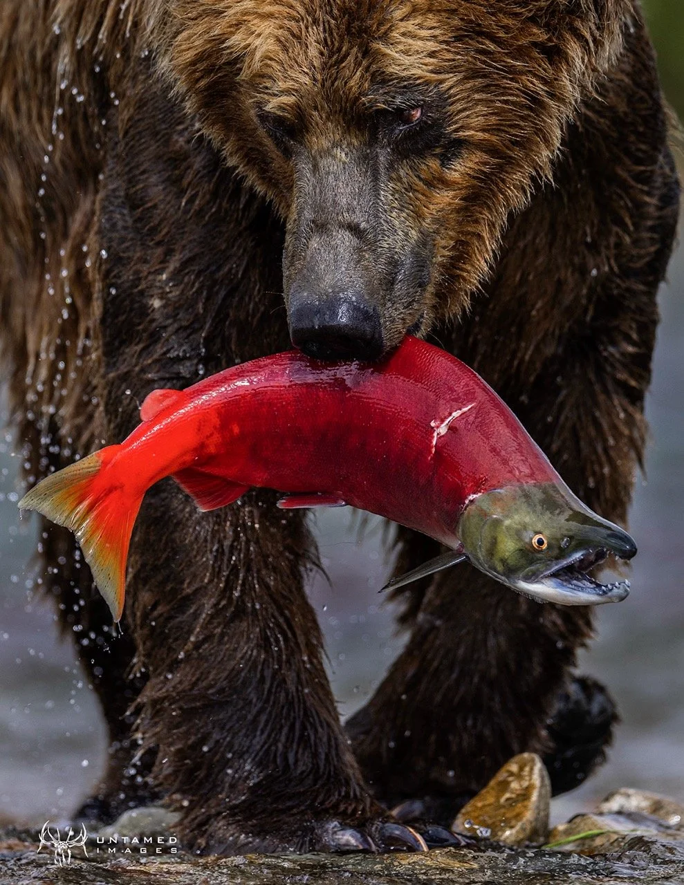 _P1A4014pc Large.jpeg