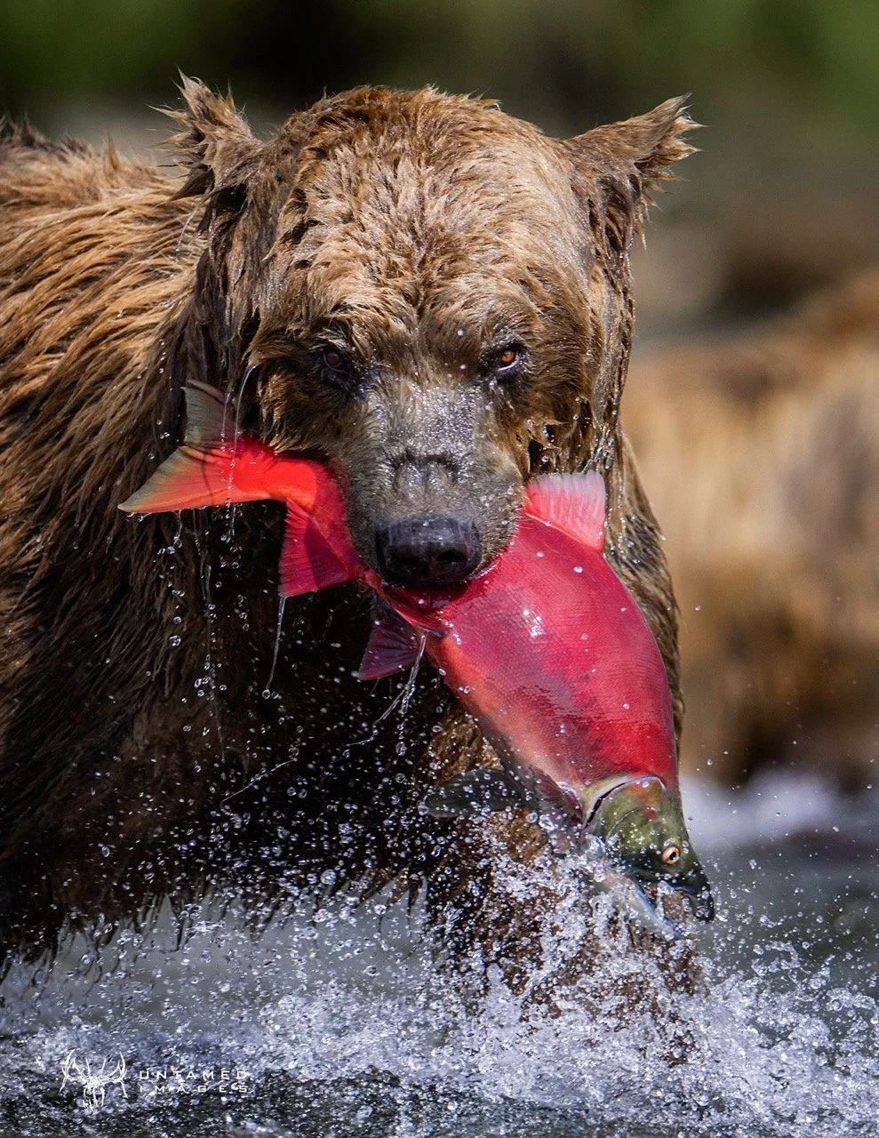 _P1A3101pc Large.jpeg