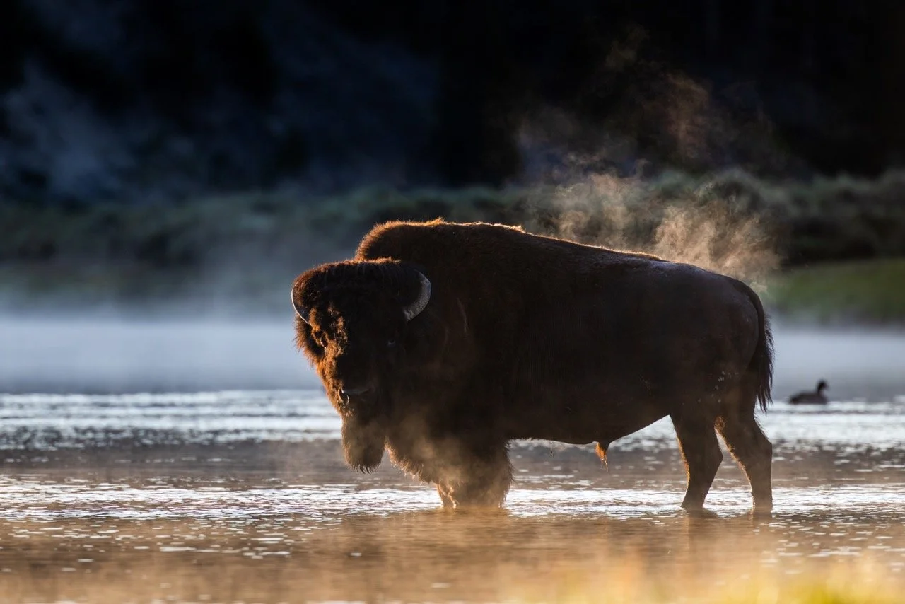 _NT_6775p Large.jpeg