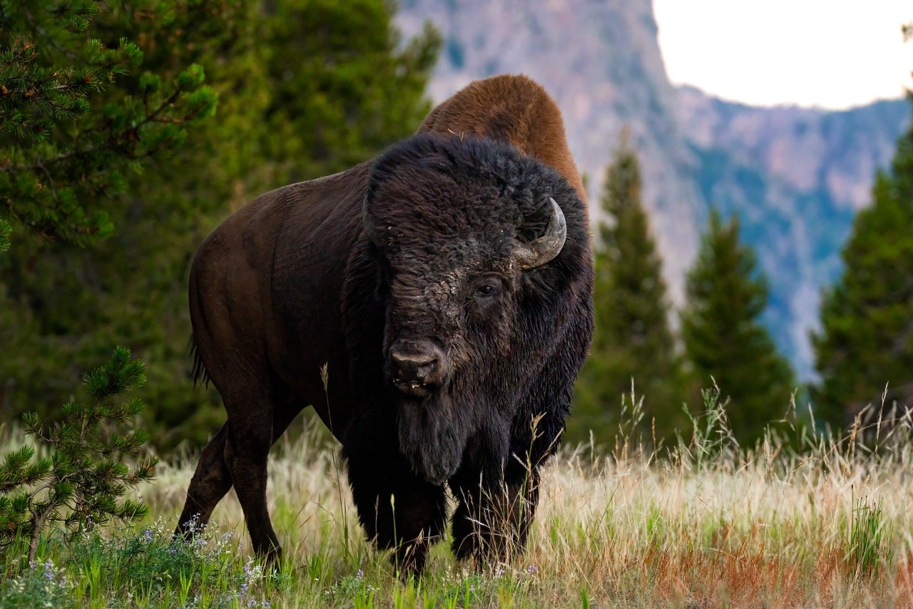 _NT_6180p Large.jpeg