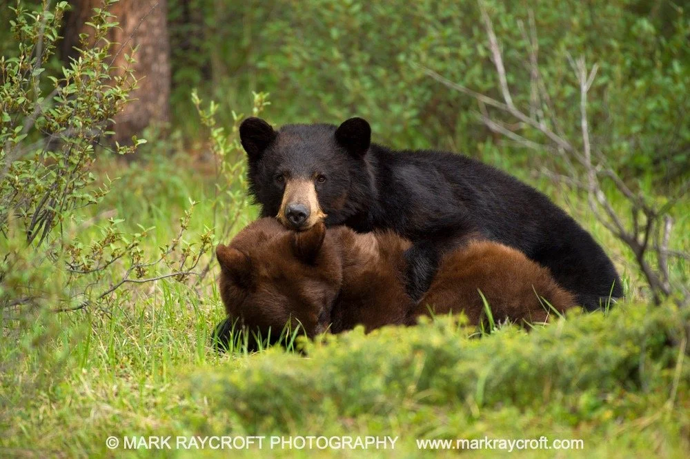 UA6429_Black_Bear_Mark_RaycroftA Large.jpeg