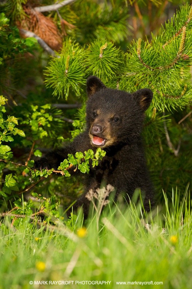 UA5118_Black_MR Large.jpeg