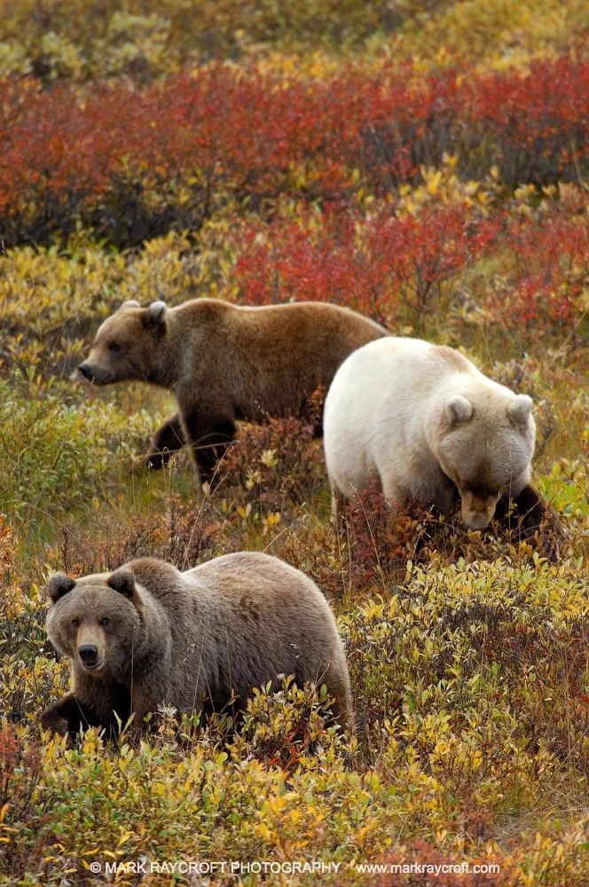 GB2057_Grizzly_Bear_Mark_Raycroft Large.jpeg