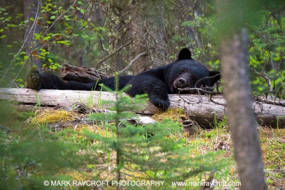 UA6010_Black_Bear_Mark_Raycroft Large.jpeg